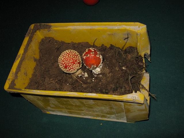 IMG 0788