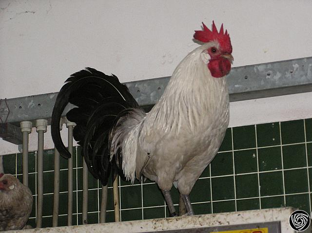 P1010119