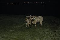 Numansdorp 2007 -2