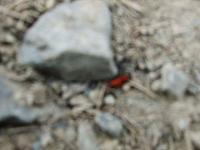 DSCF0594